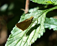 Vinius pulcherrimus