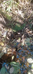 Pallavicinia lyellii