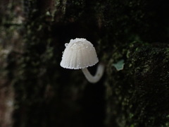 Mycena tenerrima