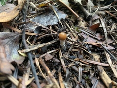 Psilocybe