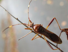Megalotomus