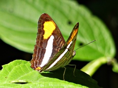 Adelpha thessalia