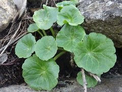 Umbilicus rupestris