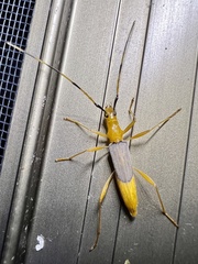 Tricheops epipphiger