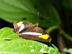 Adelpha thessalia