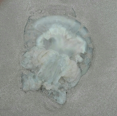 Rhizostomatidae