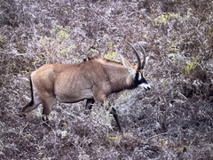 Hippotragus equinus equinus