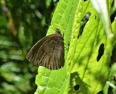 Forsterinaria quantius