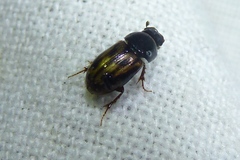 Chilothorax distinctus