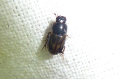 Chilothorax distinctus