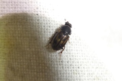 Chilothorax distinctus