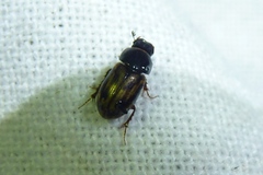 Chilothorax distinctus