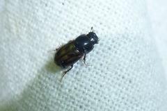 Chilothorax distinctus