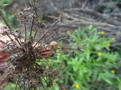Ancyrosoma leucogrammes