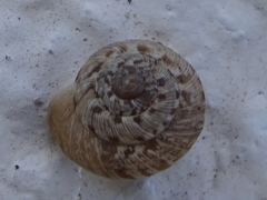 Xerotricha conspurcata