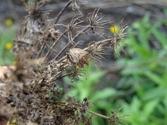 Ancyrosoma leucogrammes