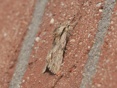 Asteroscopus sphinx