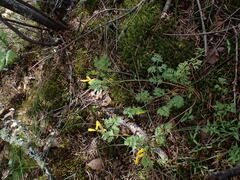 Corydalis aurea