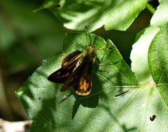 Vinius pulcherrimus