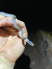 Crotaphopeltis hotamboeia