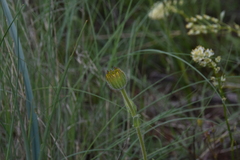 Arnica fulgens
