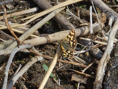 Carterocephalus argyrostigma
