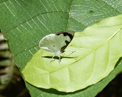 Dynamine myrrhina