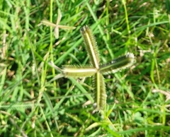 Dactyloctenium aegyptium