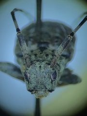 Astyleiopus variegatus