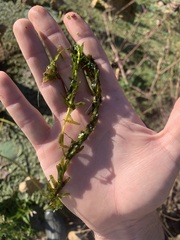 Potamogeton richardsonii