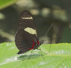 Heliconius