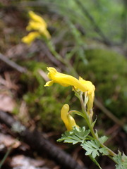 Corydalis aurea