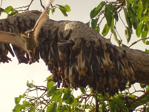 Straw-coloured Fruit Bat