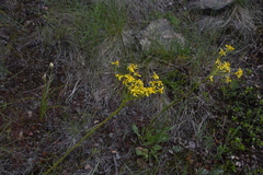Senecio integerrimus
