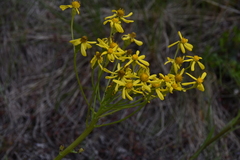 Senecio integerrimus