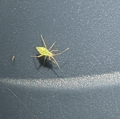 Macrosiphum euphorbiae