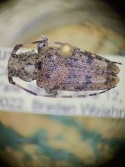 Astyleiopus variegatus