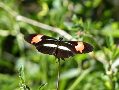 Heliconius erato phyllis