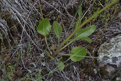 Senecio integerrimus