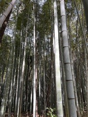 Phyllostachys
