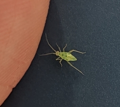 Macrosiphum euphorbiae