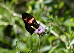 Heliconius erato phyllis