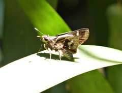 Thespieus aspernatus