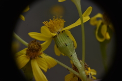 Senecio integerrimus