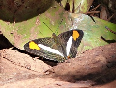 Adelpha thessalia