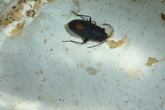 Aphanus rolandri