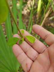 Forestiera ligustrina