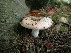 Russula cyanoxantha