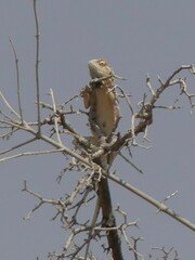 Agama aculeata