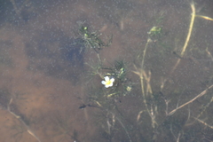 Ranunculus confervoides